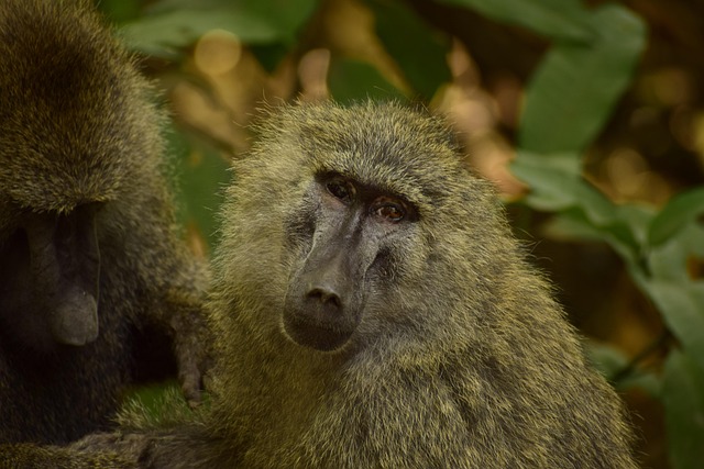 how to get to lake manyara and what wildlife can i expect